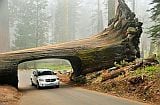 Sequoia_national