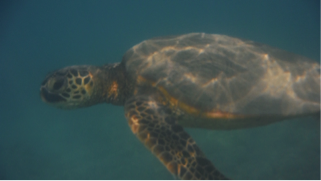 Rejsebrev Hawaii havskildpadder NicksAmerika bryllupsrejse