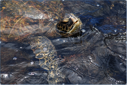 Skildpadde big Island