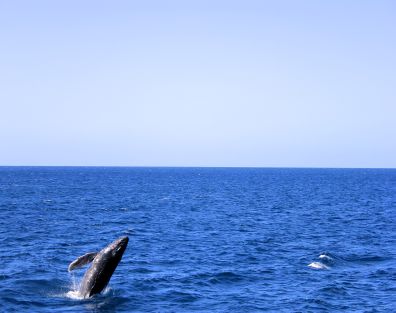 Whalewatching maui