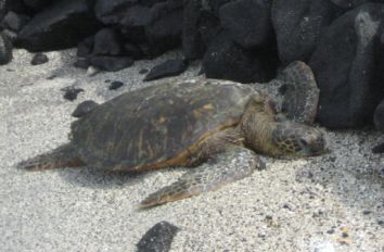 hawaii skildpadde