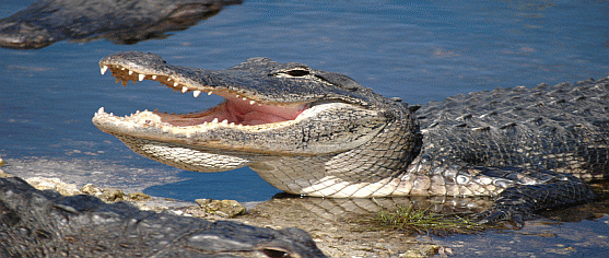 Everglades-national-park-alligator1