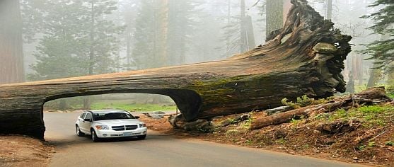 Sequoia_national_park