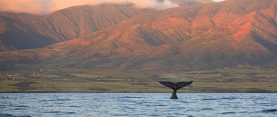 Maui-hvalsafari-udflugt-vestkysten