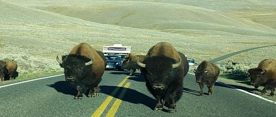 yellowstone-usa